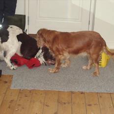 Engelsk springer spaniel Loke
