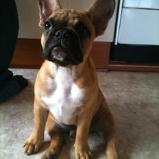 Fransk bulldog Kenzo