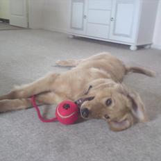 Hovawart Nøruphus' Kashmir