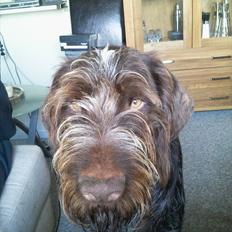 Ruhåret hønsehund Pluto (Himmelhund)