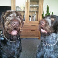 Ruhåret hønsehund Pluto (Himmelhund)