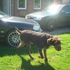 Ruhåret hønsehund Pluto (Himmelhund)