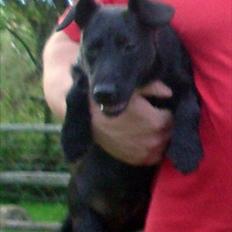 Patterdale terrier Tulle