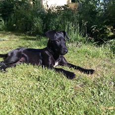 Patterdale terrier Tulle