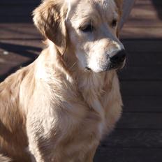 Golden retriever Echo