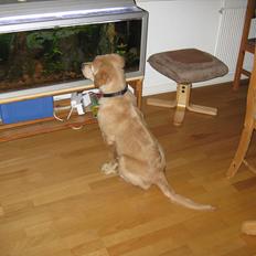 Golden retriever Echo