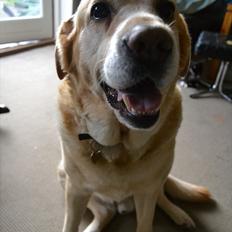 Labrador retriever |Skipper 
