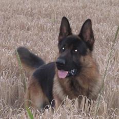 Schæferhund Diesel<3 Den vilde:-*