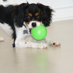 Cavalier king charles spaniel Sako