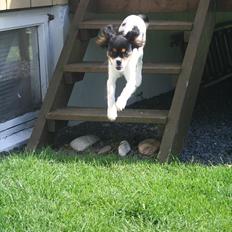 Cavalier king charles spaniel Sako