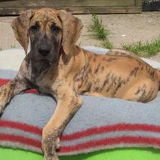 Grand danois Annabell