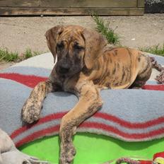 Grand danois Annabell