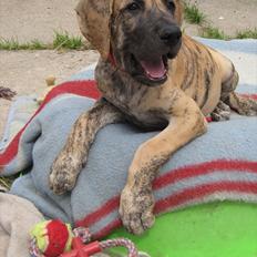 Grand danois Annabell