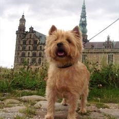 Cairn terrier Fidel