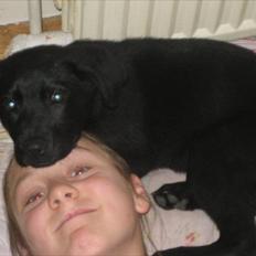 Labrador retriever Molly
