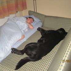 Labrador retriever Molly