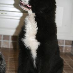 Blanding af racer || Walter ||