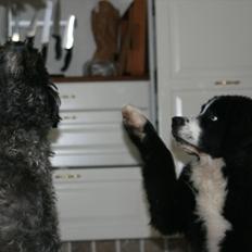 Blanding af racer || Walter ||