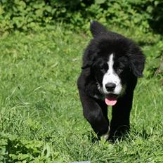 Blanding af racer || Walter ||