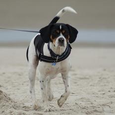 Blanding af racer Birger