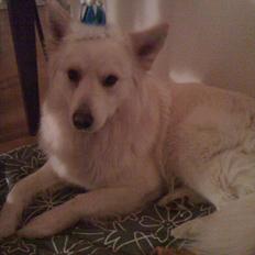 Blanding af racer Kayaq