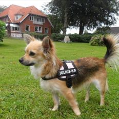 Chihuahua Pepsi - Lerches Miss Pepsi