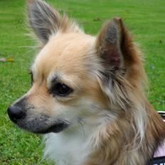 Chihuahua Pepsi - Lerches Miss Pepsi