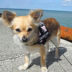 Chihuahua Pepsi - Lerches Miss Pepsi