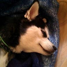 Alaskan Klee Kai ] Shady