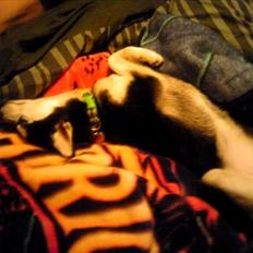 Alaskan Klee Kai ] Shady