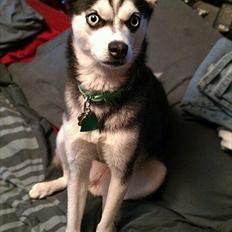 Alaskan Klee Kai ] Shady