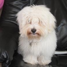 Coton de tulear Noah<3 Min dreng:-*(R.I.P)