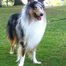 Collie langhåret Houdini