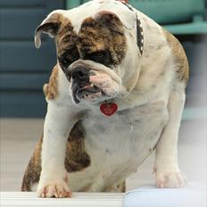 Engelsk bulldog » cecil « 