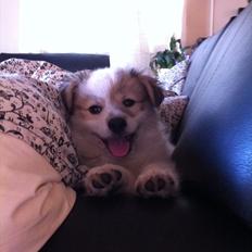 Blanding af racer Codi - Japansk spids/Beagle 