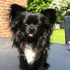 Chihuahua Miklo