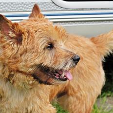 Cairn terrier joey