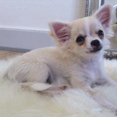 Chihuahua Bygstubben's little Flora girl.