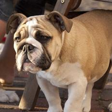 Engelsk bulldog Enja  (solgt)
