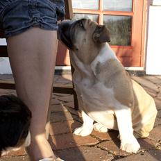 Engelsk bulldog Enja  (solgt)