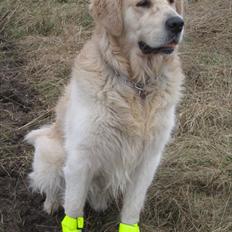 Golden retriever Baloo