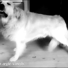 Golden retriever Baloo