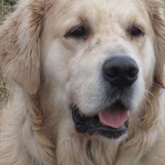 Golden retriever Baloo