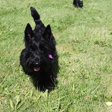 Skotsk terrier Nova (Himmelhund)