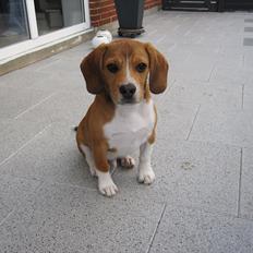 Blanding af racer Basse. Beagle/Fransk bulldog