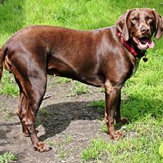 Blanding af racer zenta