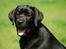 Labrador retriever Labrander Liva (Maggie)