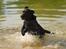 Labrador retriever Labrander Liva (Maggie)
