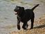 Labrador retriever Labrander Liva (Maggie)