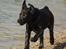 Labrador retriever Labrander Liva (Maggie)